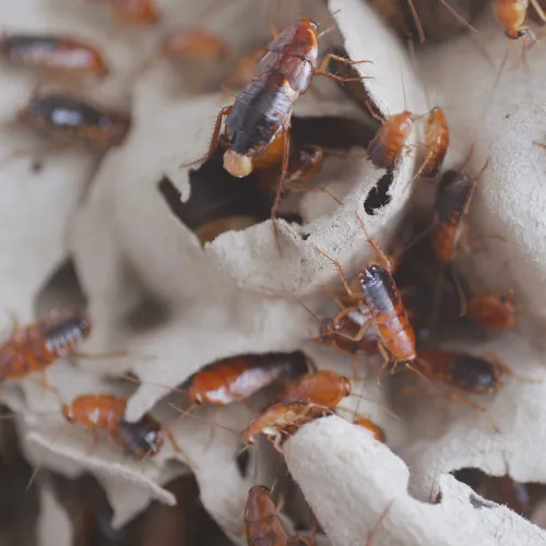 entretien vmc rennes