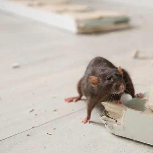 installation vmc rennes